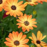 Osteospermum Orange