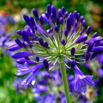 Agapanthus Amourette Blue