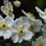 Anemone Hybrida Andrea Atkinson