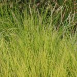 Sesleria grass