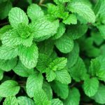 Spearmint