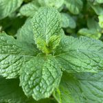 Mint Rotundifolia