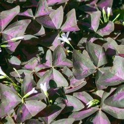 Oxalis triangularis – Purple Shamrock