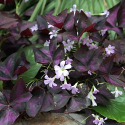 Oxalis triangularis – Purple Shamrock