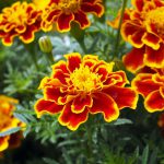 Tagetes Bicolour