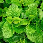 Lemon Balm