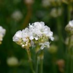 Armeria Maritima White