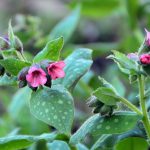 Pulmonaria ‘Shrimps on the Barbie’