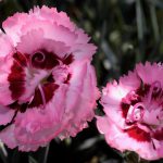 Dianthus Raspberry
