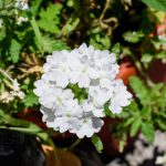 Verbena White