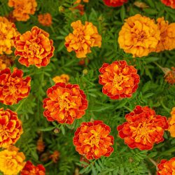 Marigold French Bi Colour