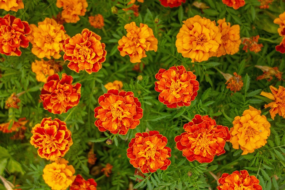 Marigold French Bi Colour - Image 2