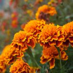 Marigold French Bi Colour