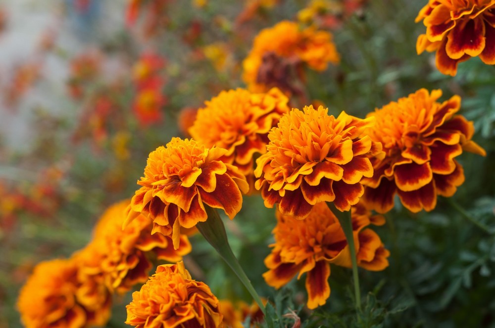 Marigold French Bi Colour