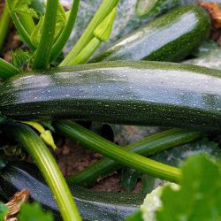Courgette El Greco
