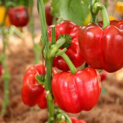 Sweet Pepper Red New Ace