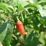 Chilli Pepper Apache