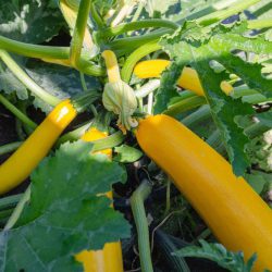 Courgette Golden Jemmer
