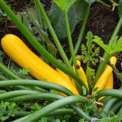 Courgette Golden Jemmer