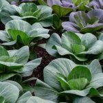 Pak Choi White