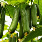Cucumber F1
