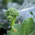 Broccoli Sweet Stem