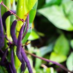 Bean Climbing French Purple