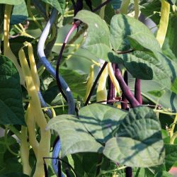 Bean Climbing French Purple