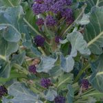 Purple Sprouting Broccoli Early