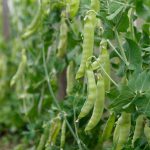 Peas Sugar Snap