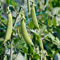 Peas Sugar Snap