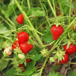 Strawberry Cambridge Favourite