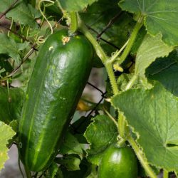 Cucumber Mini