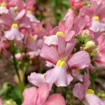 Nemesia Pink