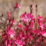 Gaura Lindheimeri Pink