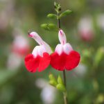 Salvia Hot Lips