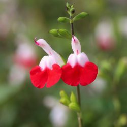 Salvia Hot Lips