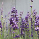 Lavandula Angustifolia Munstead