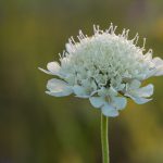 Scabiosa Flutter Pure White