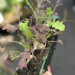 Salad Leaf Oriental Mix