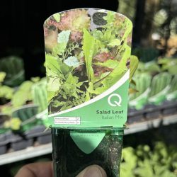 Salad Leaf Italian Mix