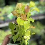 Salad Leaf Italian Mix