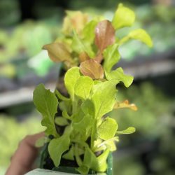 Salad Leaf Italian Mix