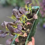 Salad Leaf Spicy Mix