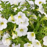 Calibrachoa Blizzard