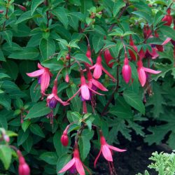 Fuchsia Bush