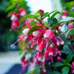 Fuchsia Bush