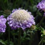 Scabiosa Columbaria Mariposa Blue