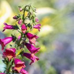 Digitalis Illumination Cherry Brandy