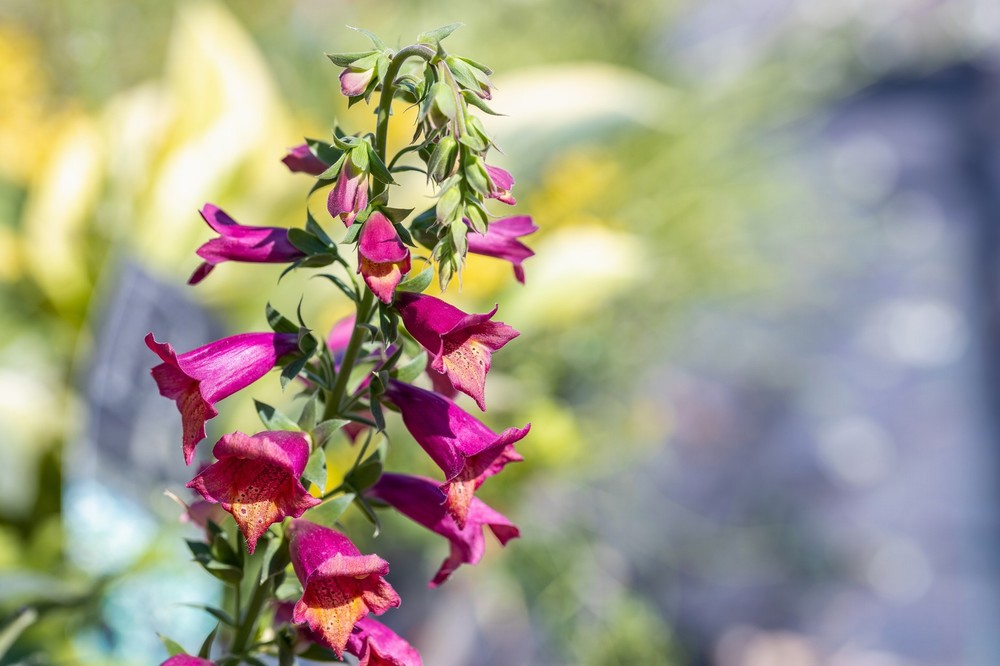Digitalis Illumination Cherry Brandy